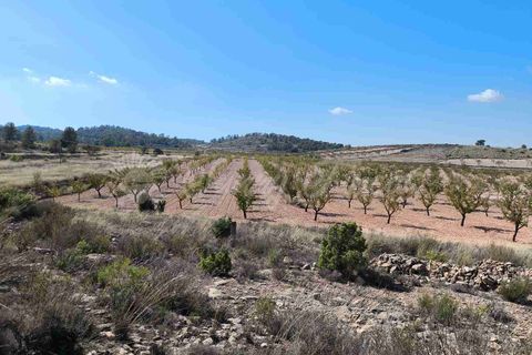 Helårsgrund i Jumilla, Murcia, Jumilla - € 29.900 | Ref: SF0544 - foto 12